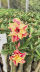 Rosa do Deserto - ETERNAL SUMMER