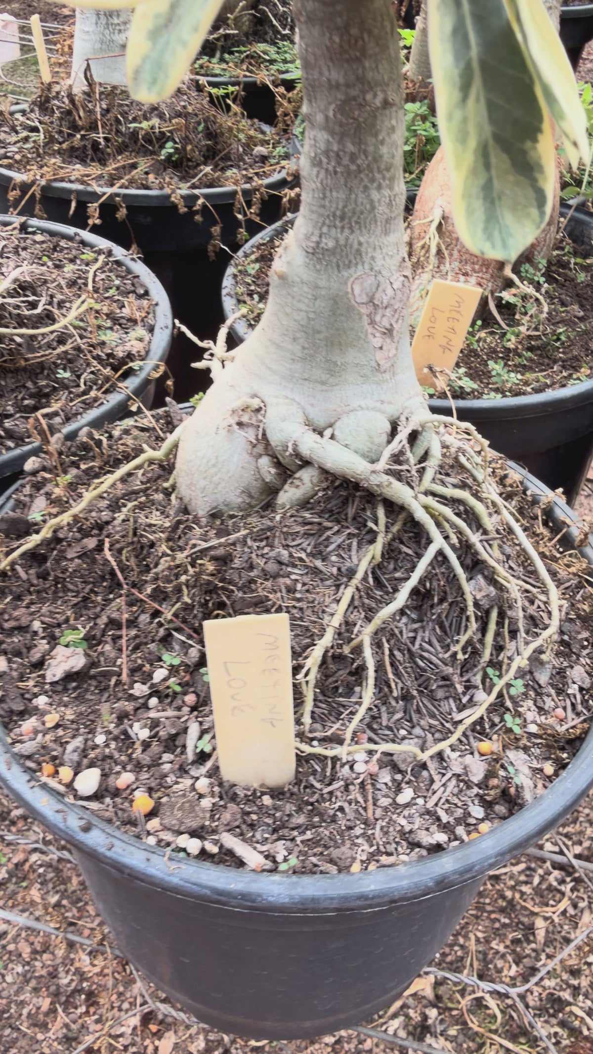 Rosa do Deserto - ENXERTO ADULTO - MEI XIANG