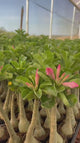 Rosa do Deserto - LUCKY PINK ( IMPORTADA )