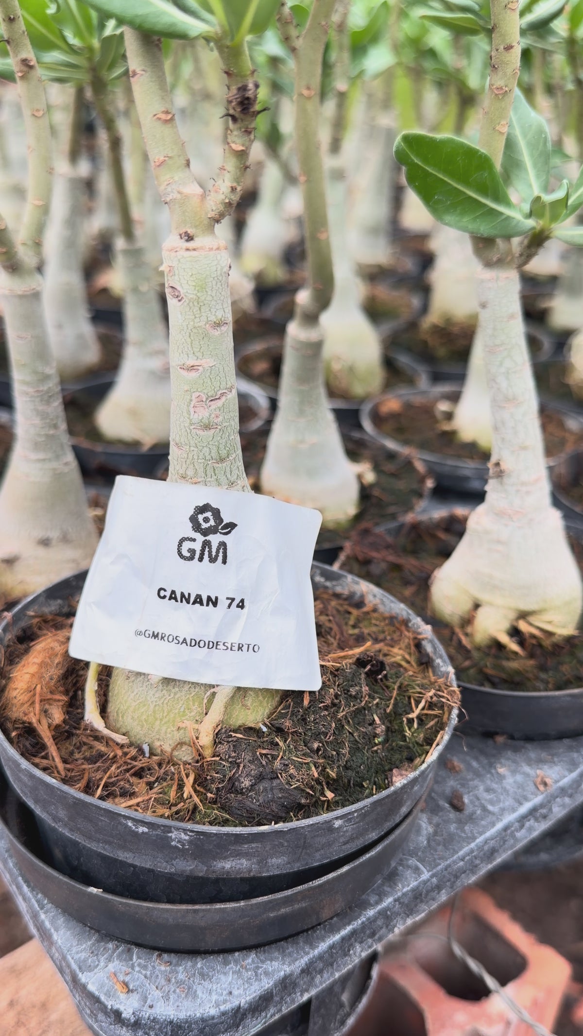 HERANÇA GM - CANAN 74
