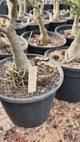 Rosa do Deserto - ENXERTO ADULTO - TS 550
