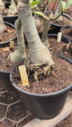 Rosa do Deserto - ENXERTO ADULTO - YELLOW TREASURE