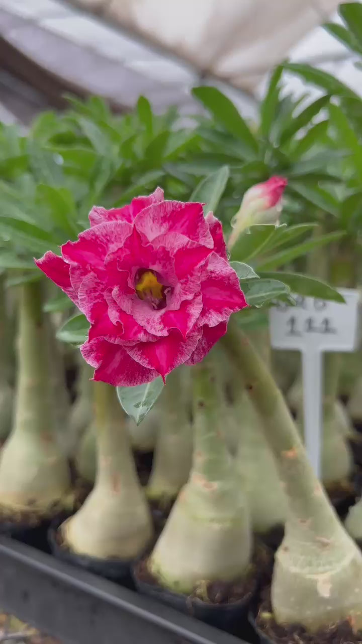 Rosa do Deserto - BRD 111