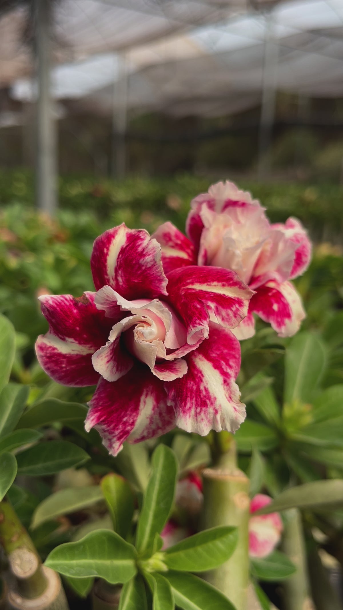 Rosa do Deserto - MANGOSTEEN