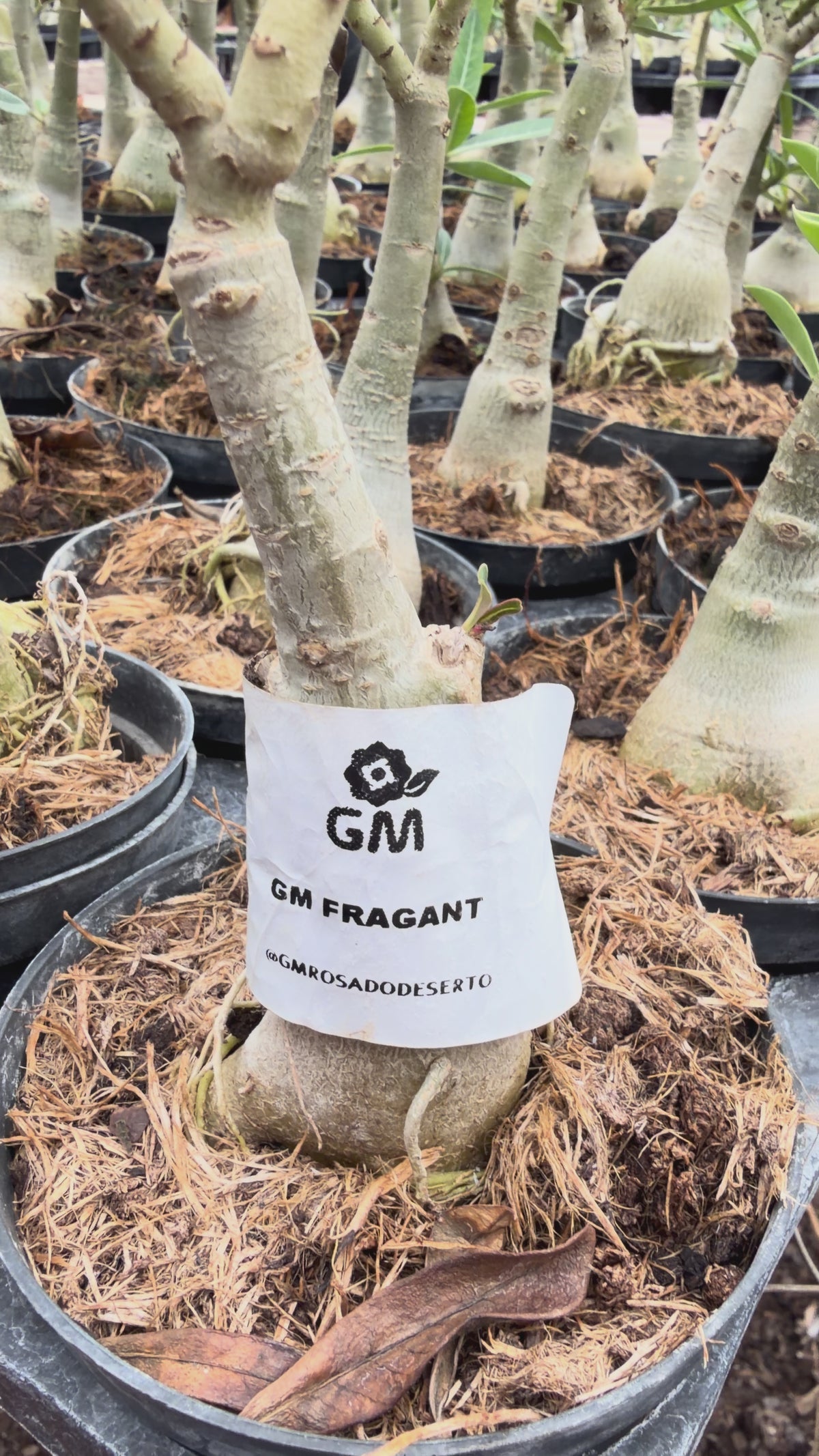 HERANÇA GM - GM FRAGRANT