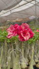 Rosa do Deserto - GM 22 ( FLOR GRANDE E MULTIPÉTALAS )