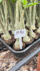 Rosa do Deserto - LM 90
