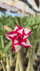 Rosa do Deserto - FERRARI