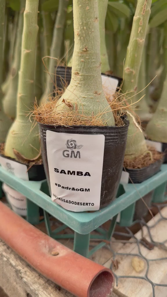 Rosa do Deserto - SAMBA