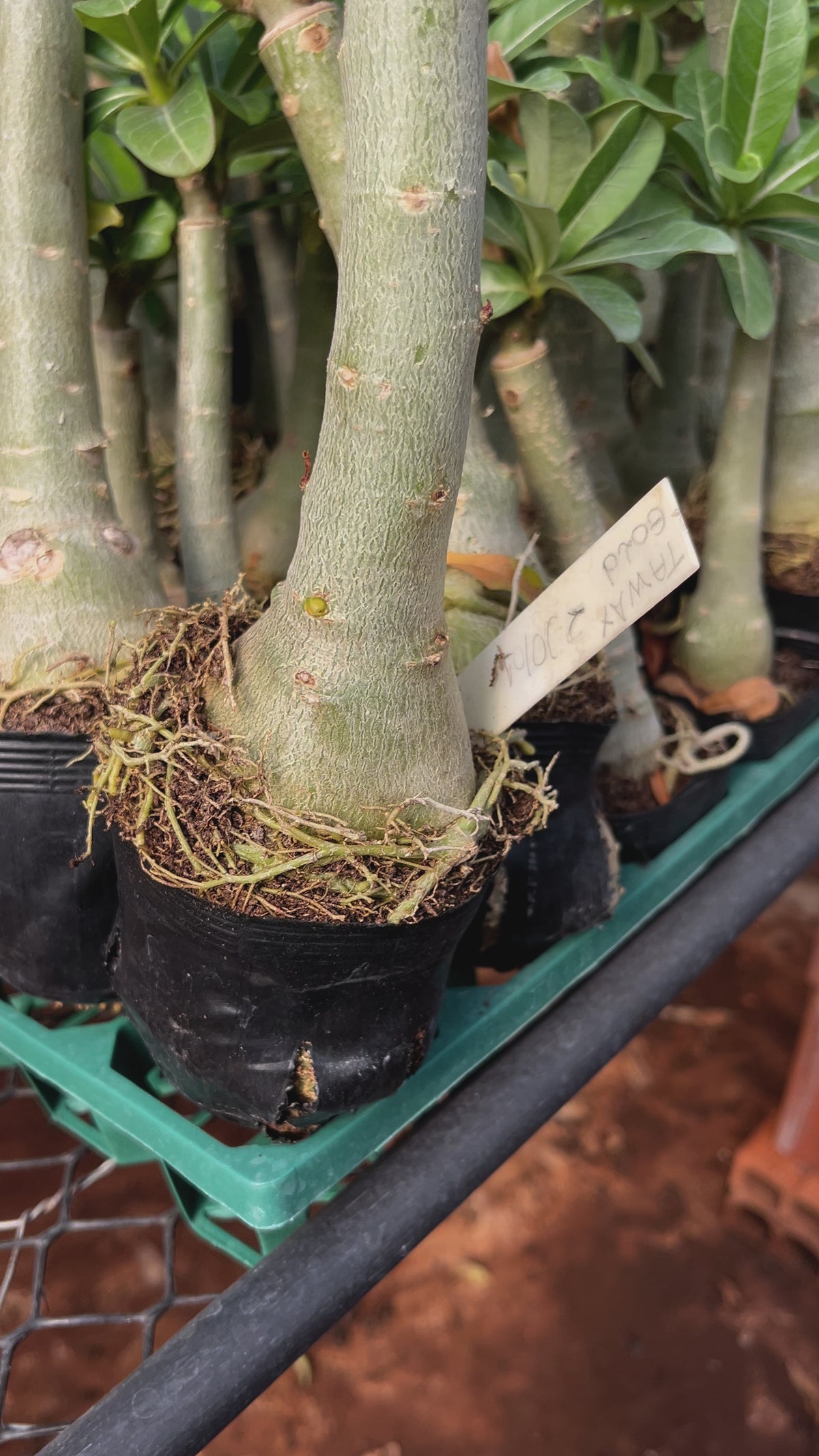 Rosa do Deserto - TAIWAN GOLD