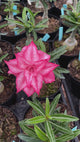 0213 - Rosa do Deserto - GM 40