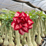 Rosa do Deserto - A17 - Gm Rosa Do Deserto