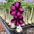 Rosa do Deserto - BLACK CHERRY - Gm Rosa Do Deserto