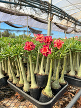 Rosa do Deserto - BLEND - Gm Rosa Do Deserto
