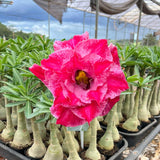 Rosa do Deserto - BRD 111 - Gm Rosa Do Deserto