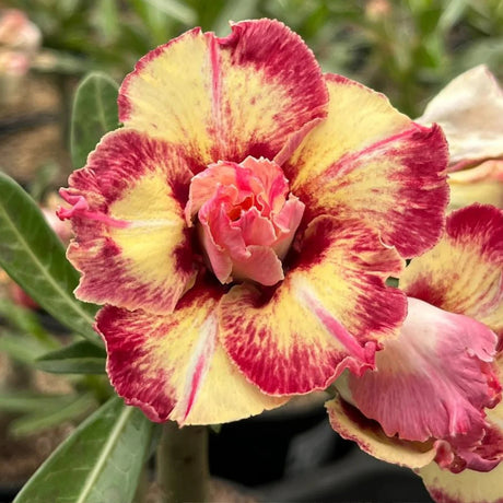 Rosa do Deserto - CANAN 23 - Gm Rosa Do Deserto
