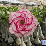 Rosa do Deserto - CARNATION - Gm Rosa Do Deserto
