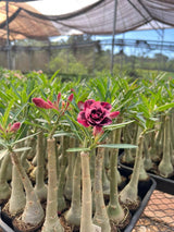 Rosa do Deserto - ELLIE - Gm Rosa Do Deserto
