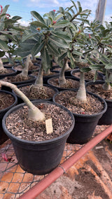 Rosa do Deserto - ENXERTO ADULTO - A17 - Gm Rosa Do Deserto