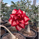 Rosa do Deserto - ENXERTO ADULTO - A17 - Gm Rosa Do Deserto