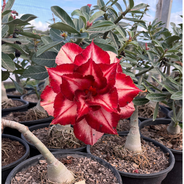 Rosa do Deserto - ENXERTO ADULTO - A17 - Gm Rosa Do Deserto