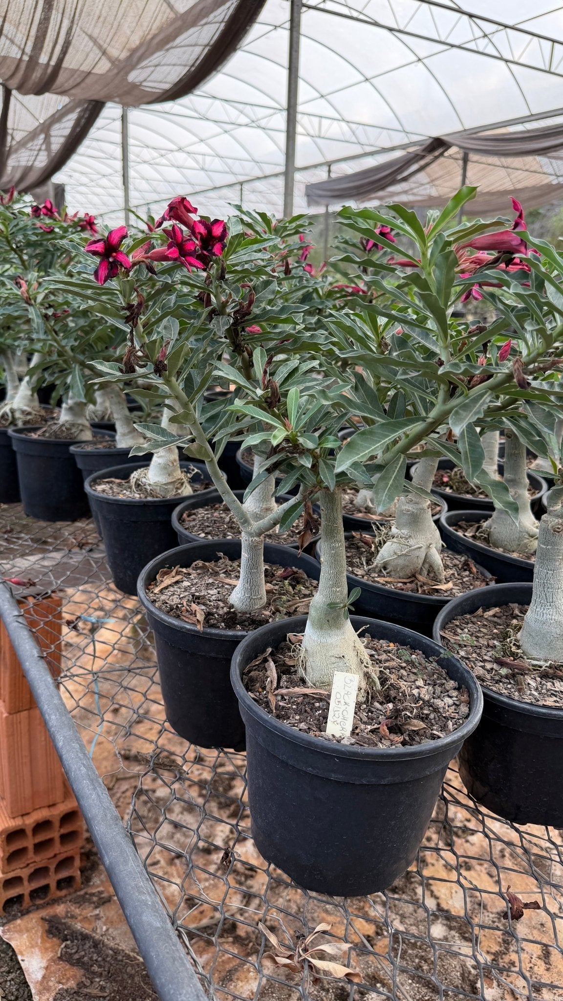 Rosa do Deserto - ENXERTO ADULTO - BLACK CHERRY - Gm Rosa Do Deserto