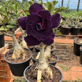 Rosa do Deserto - ENXERTO ADULTO - BLACK EVIL - Gm Rosa Do Deserto