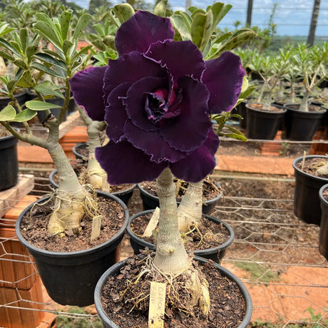 Rosa do Deserto - ENXERTO ADULTO - BLACK EVIL - Gm Rosa Do Deserto