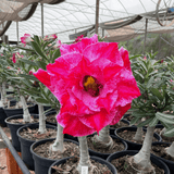 Rosa do Deserto - ENXERTO ADULTO - BRD 111 - Gm Rosa Do Deserto