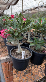 Rosa do Deserto - ENXERTO ADULTO - BRD 26 - Gm Rosa Do Deserto