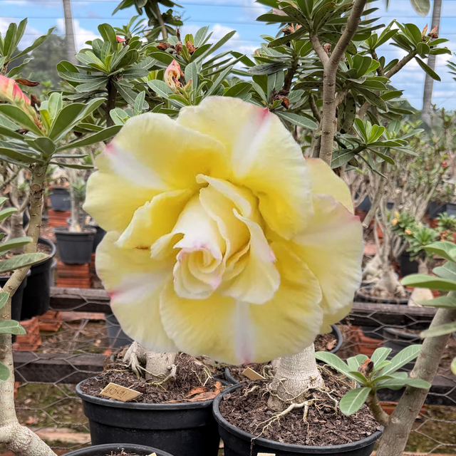 Rosa do Deserto - ENXERTO ADULTO - BRD 31 - Gm Rosa Do Deserto