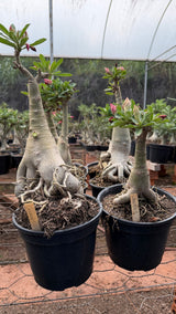 Rosa do Deserto - ENXERTO ADULTO - CANAN 1 - Gm Rosa Do Deserto