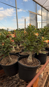 Rosa do Deserto - ENXERTO ADULTO - CANAN 117 - Gm Rosa Do Deserto