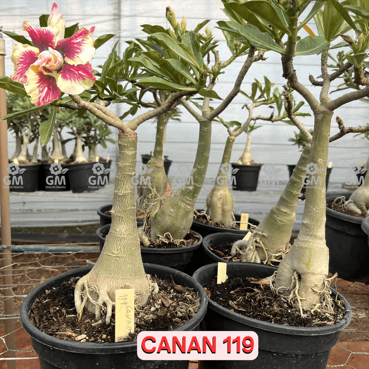 Rosa do Deserto - ENXERTO ADULTO - CANAN 119 - Gm Rosa Do Deserto