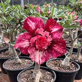Rosa do Deserto - ENXERTO ADULTO - CANAN 136 - Gm Rosa Do Deserto