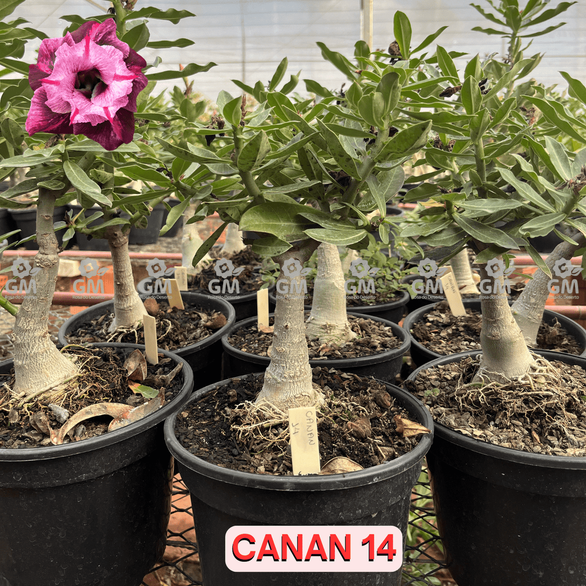 Rosa do Deserto - ENXERTO ADULTO - CANAN 14 - Gm Rosa Do Deserto