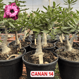 Rosa do Deserto - ENXERTO ADULTO - CANAN 14 - Gm Rosa Do Deserto