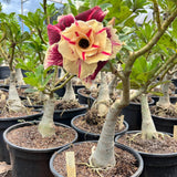 Rosa do Deserto - ENXERTO ADULTO - CANAN 38 - Gm Rosa Do Deserto