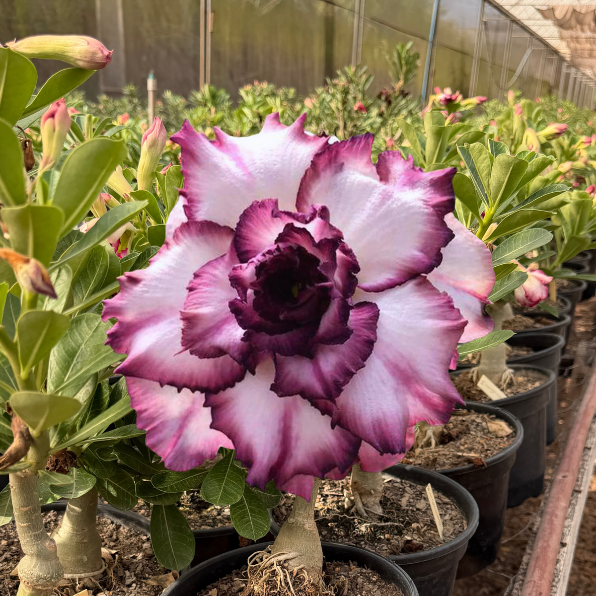 Rosa do Deserto - ENXERTO ADULTO - CARNATION II - Gm Rosa Do Deserto