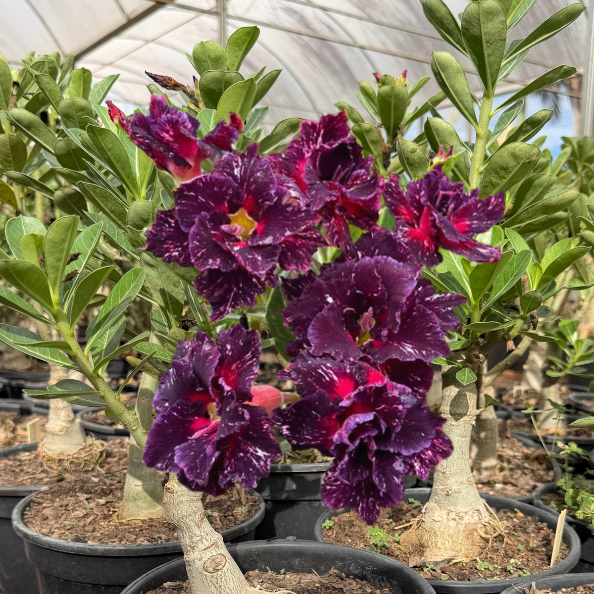 Rosa do Deserto - ENXERTO ADULTO - CEU ESTRELADO - Gm Rosa Do Deserto