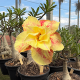 Rosa do Deserto - ENXERTO ADULTO - ETERNAL SUMMER - Gm Rosa Do Deserto