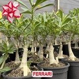 Rosa do Deserto - ENXERTO ADULTO - FERRARI - Gm Rosa Do Deserto