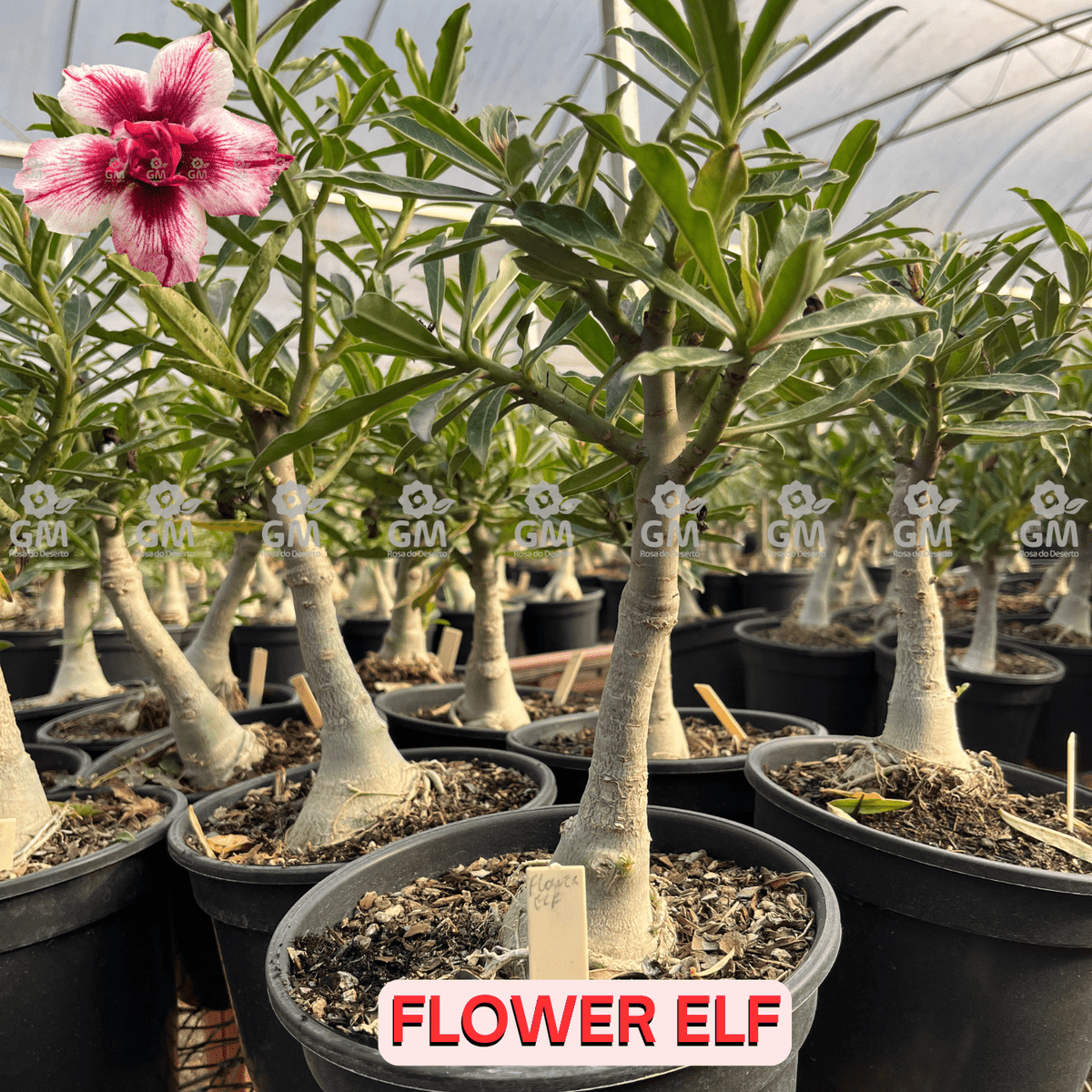 Rosa do Deserto - ENXERTO ADULTO - FLOWER ELF - Gm Rosa Do Deserto