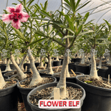 Rosa do Deserto - ENXERTO ADULTO - FLOWER ELF - Gm Rosa Do Deserto