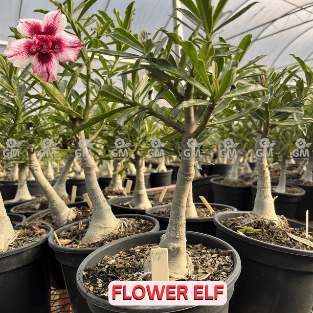 Rosa do Deserto - ENXERTO ADULTO - FLOWER ELF - Gm Rosa Do Deserto