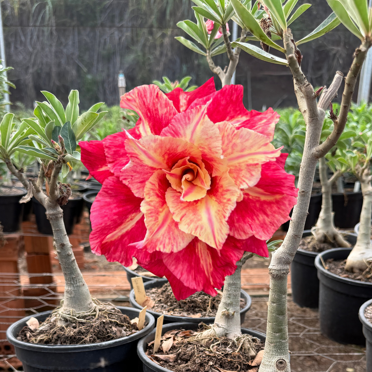 Rosa do Deserto - ENXERTO ADULTO - GENOA - Gm Rosa Do Deserto
