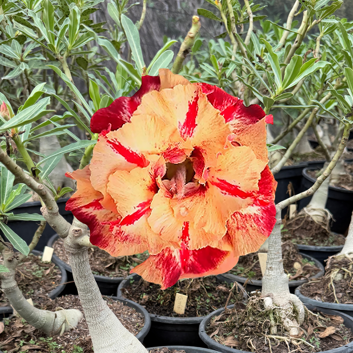 Rosa do Deserto - ENXERTO ADULTO - GM 7 - Gm Rosa Do Deserto