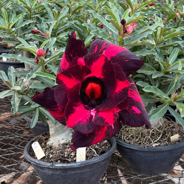 Rosa do Deserto - ENXERTO ADULTO - GM BLACK AURORA - Gm Rosa Do Deserto