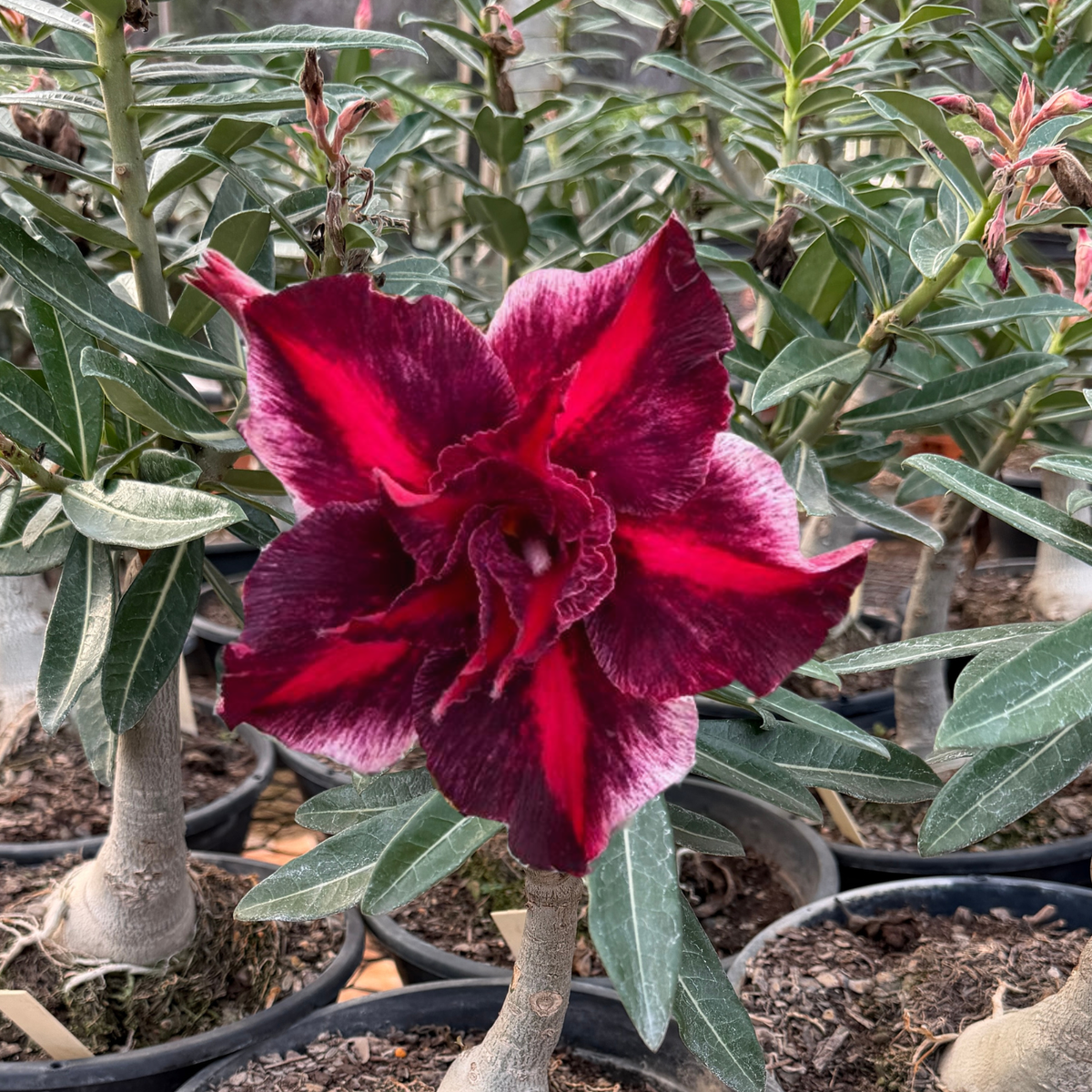 Rosa do Deserto - ENXERTO ADULTO - GM CHAMA DO AMOR - Gm Rosa Do Deserto