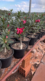 Rosa do Deserto - ENXERTO ADULTO - GM ESTRELA FLAMEJANTE - Gm Rosa Do Deserto